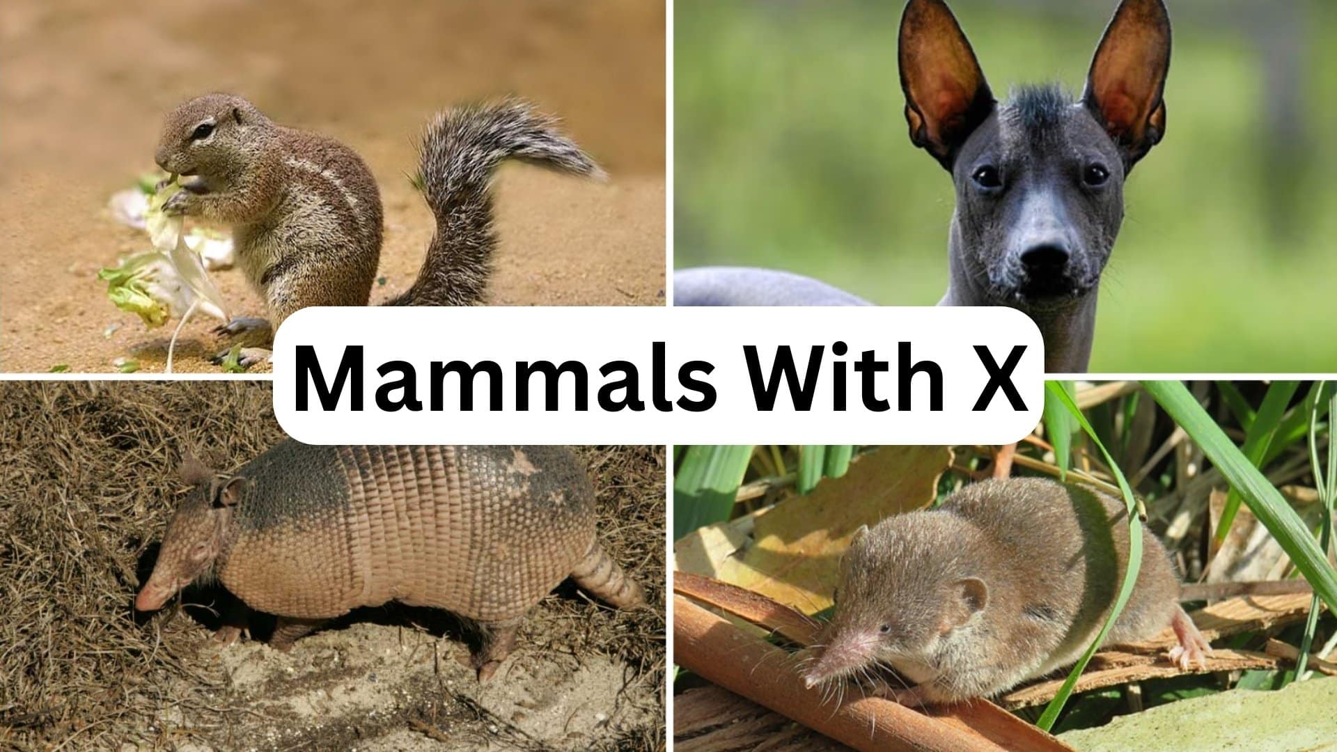 Mammals that Begin with The Unique Letter X