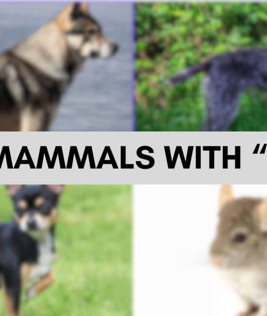 Mammals that Start with The Letter "C"