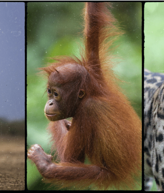 Mammals that Start with The Letter O