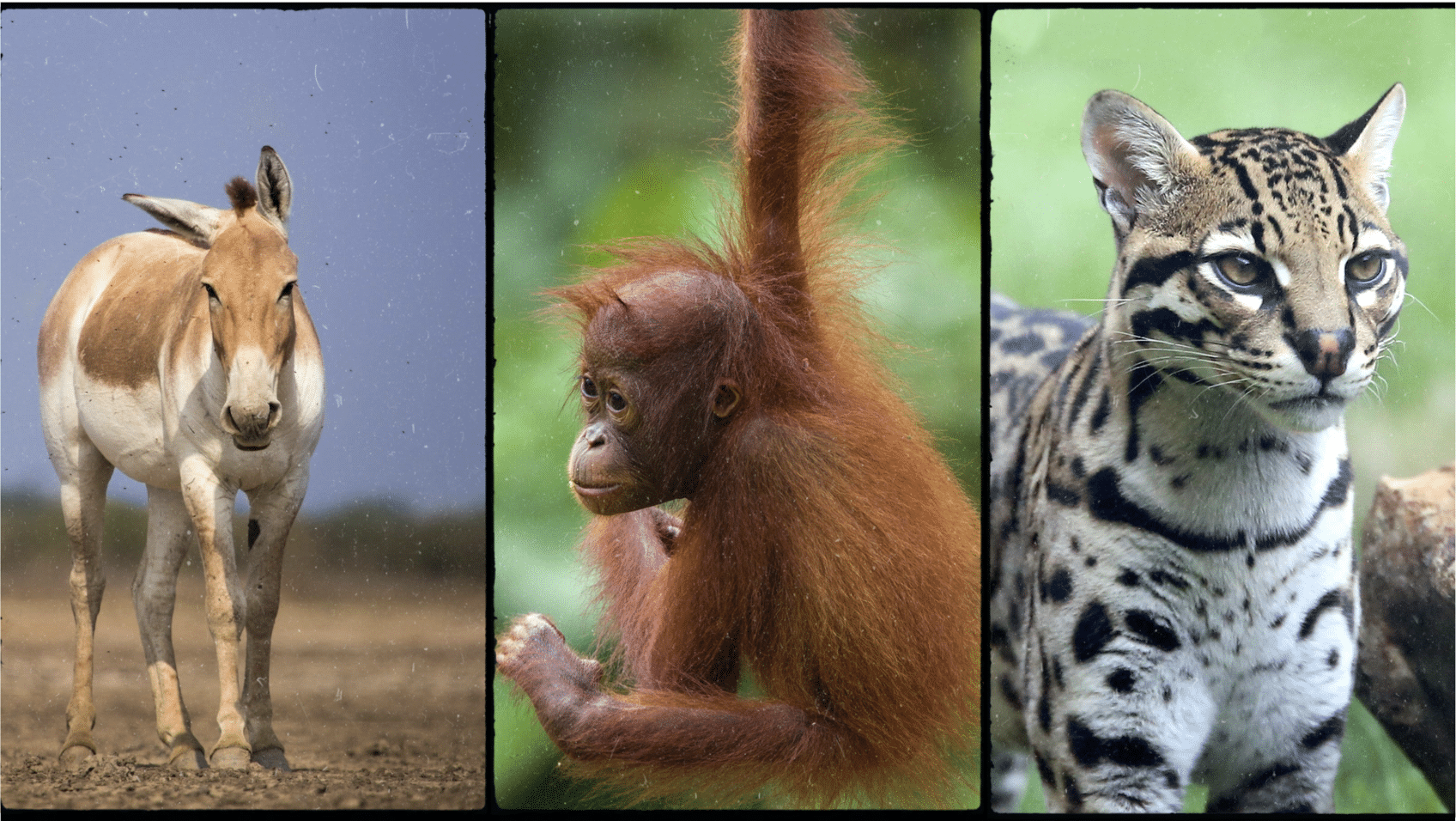 Mammals that Start with The Letter O