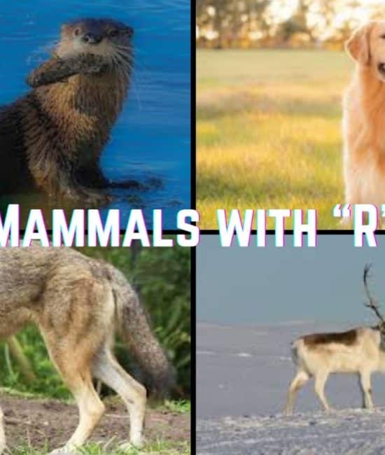 Mammals that Start with The Letter "R"