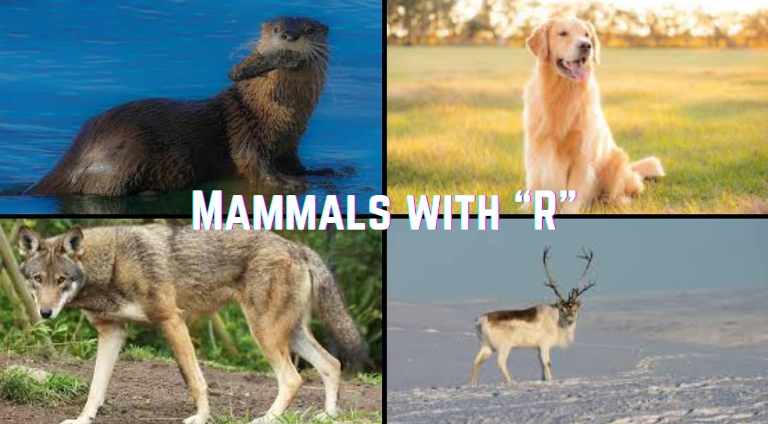 Mammals that Start with The Letter "R"