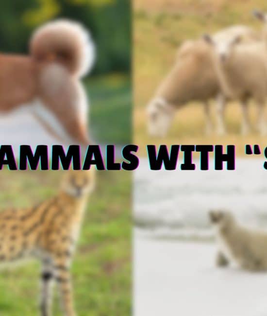 Mammals that Starts with The Letter "S"