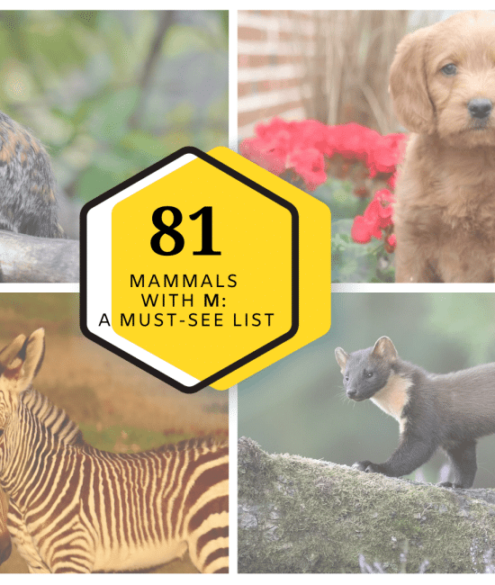Mammals with M: A Must-See List