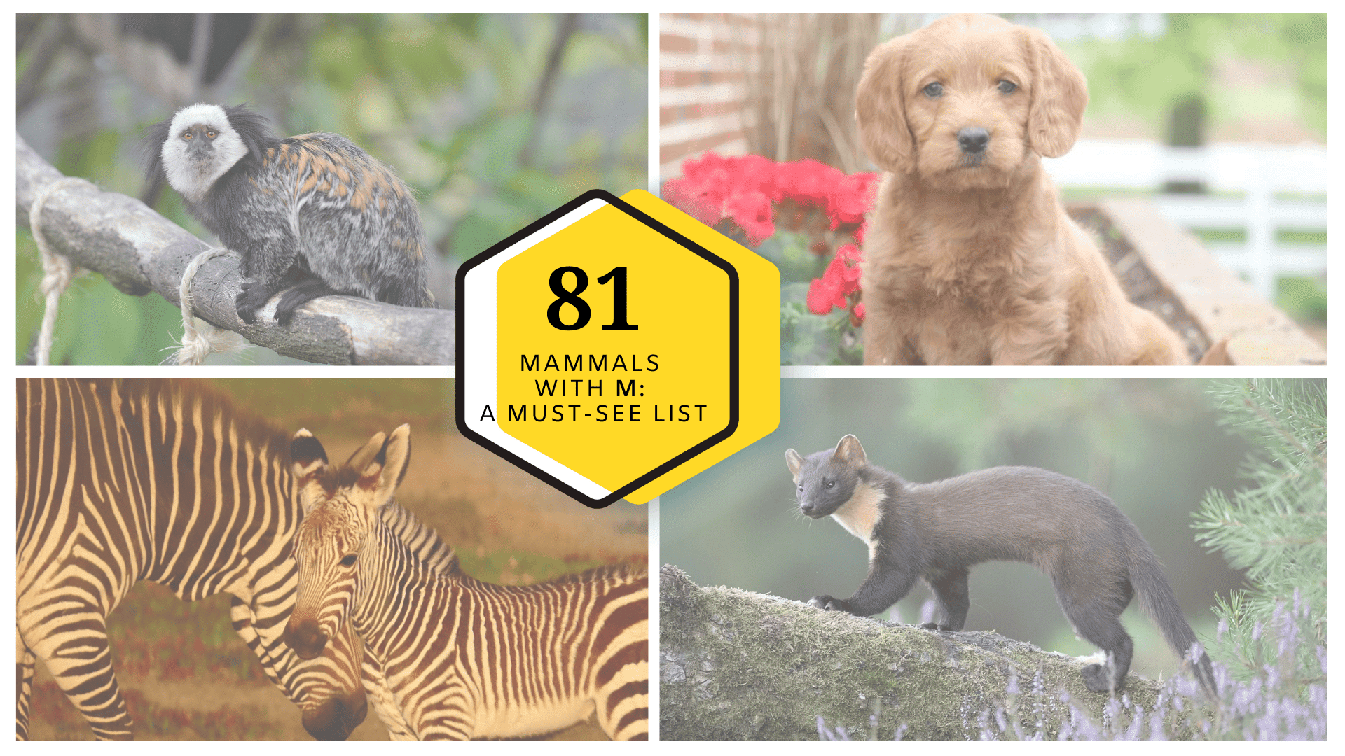 Mammals with M: A Must-See List