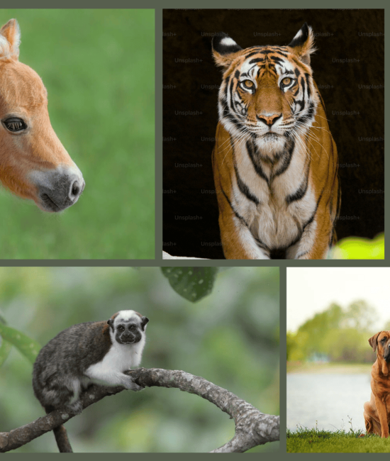 Mammals with 'T' Names You Didn't Know About!