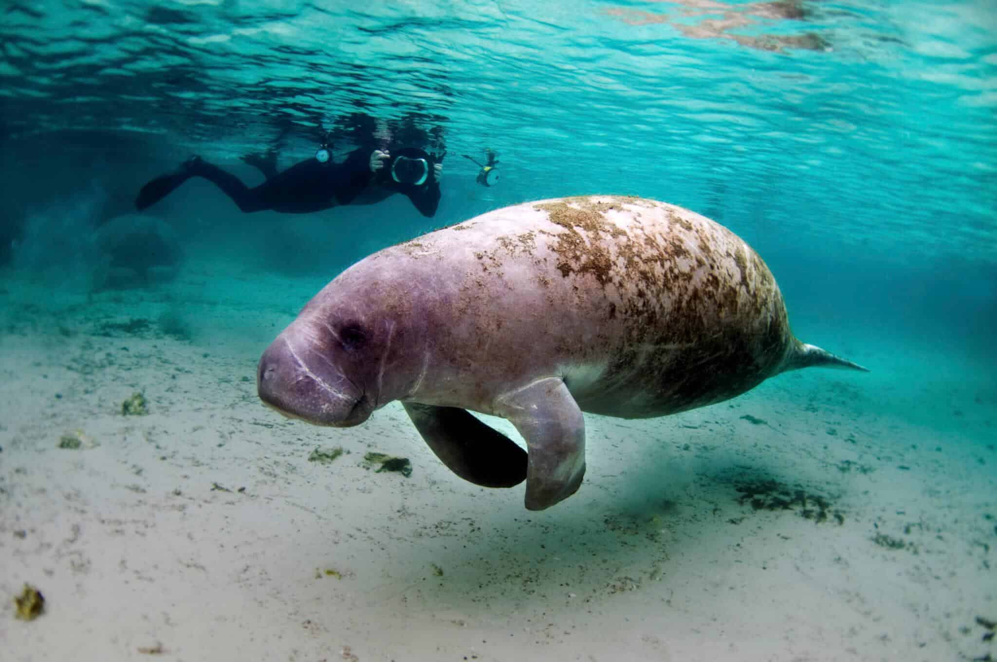 Manatee