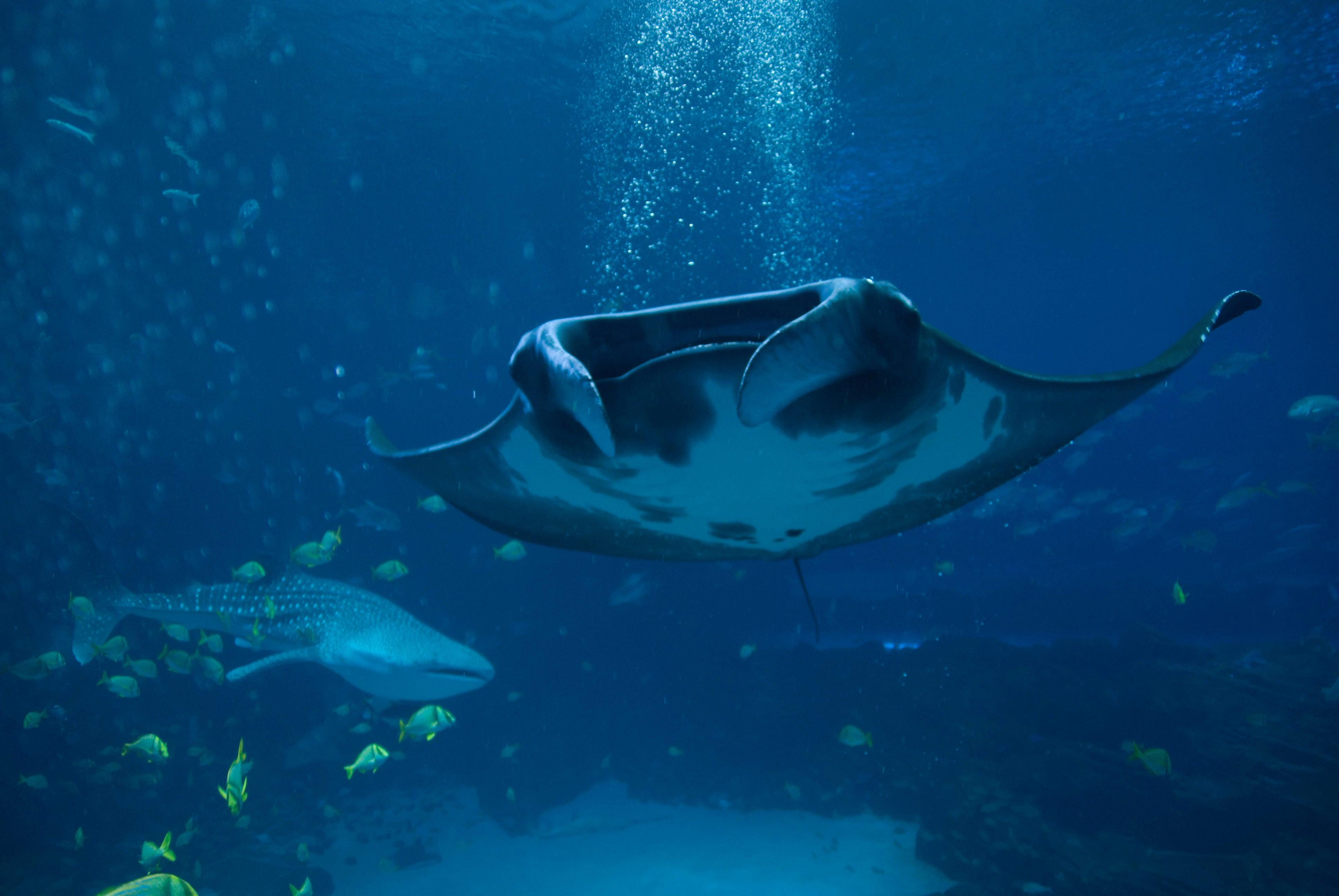 Manta_Ray