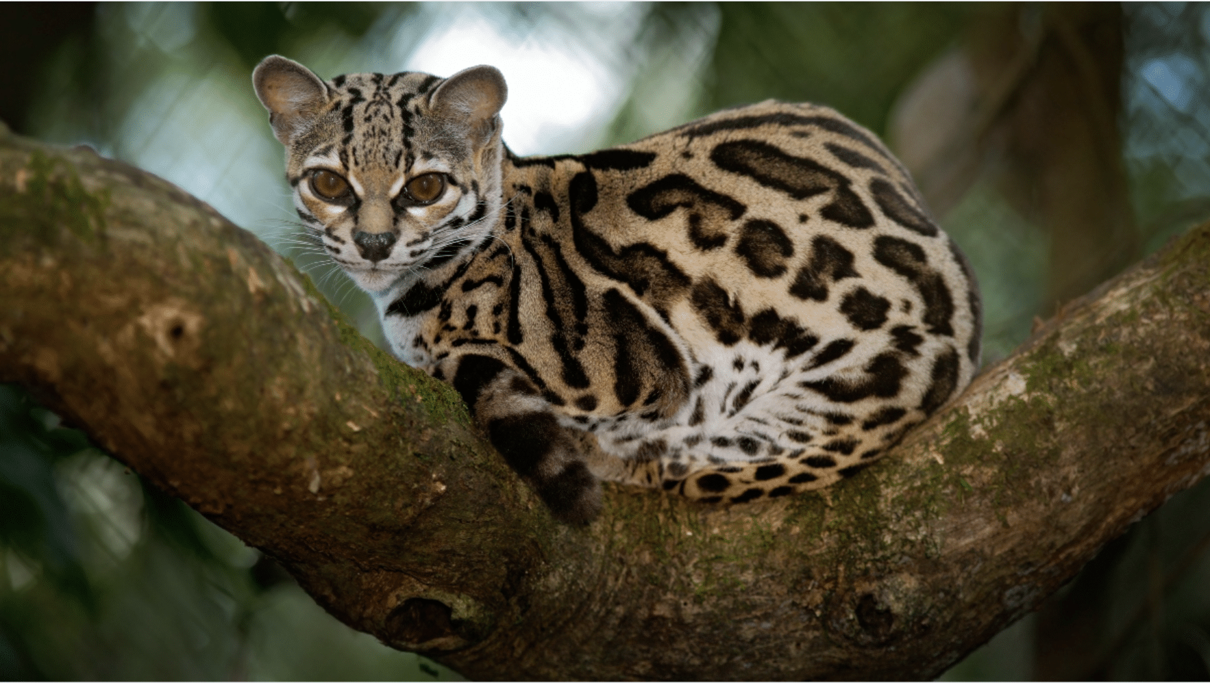Margay