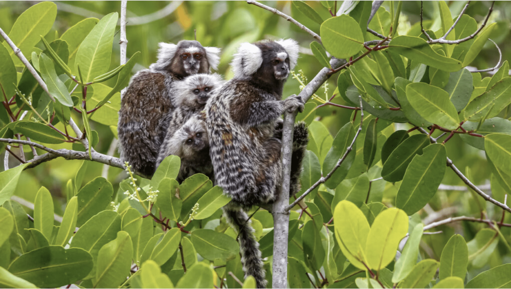 Marmoset