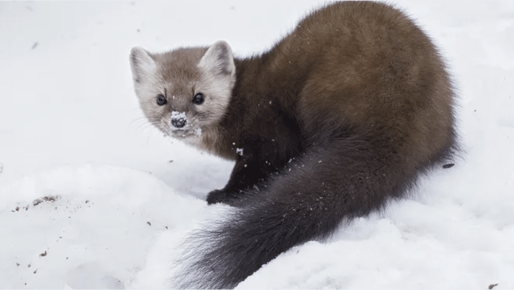 Marten
