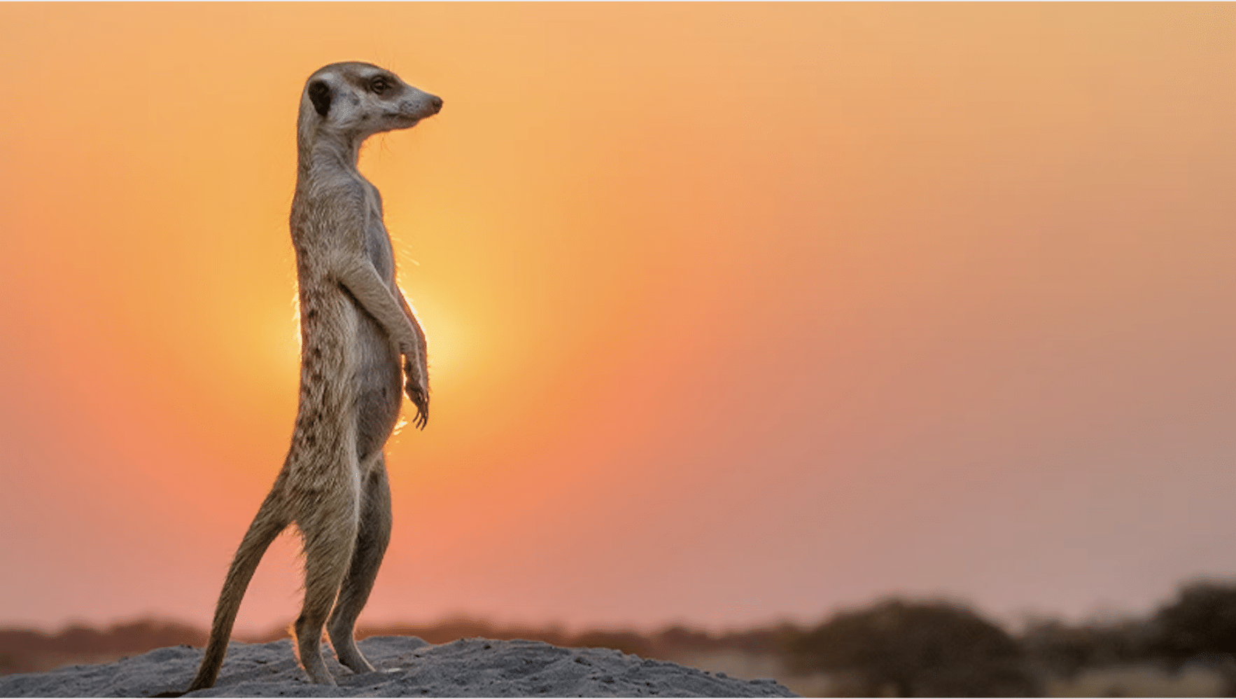 Meerkat