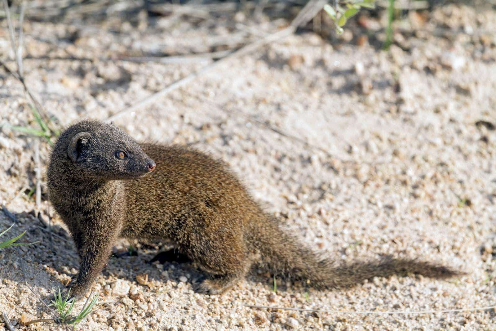 Mongoose