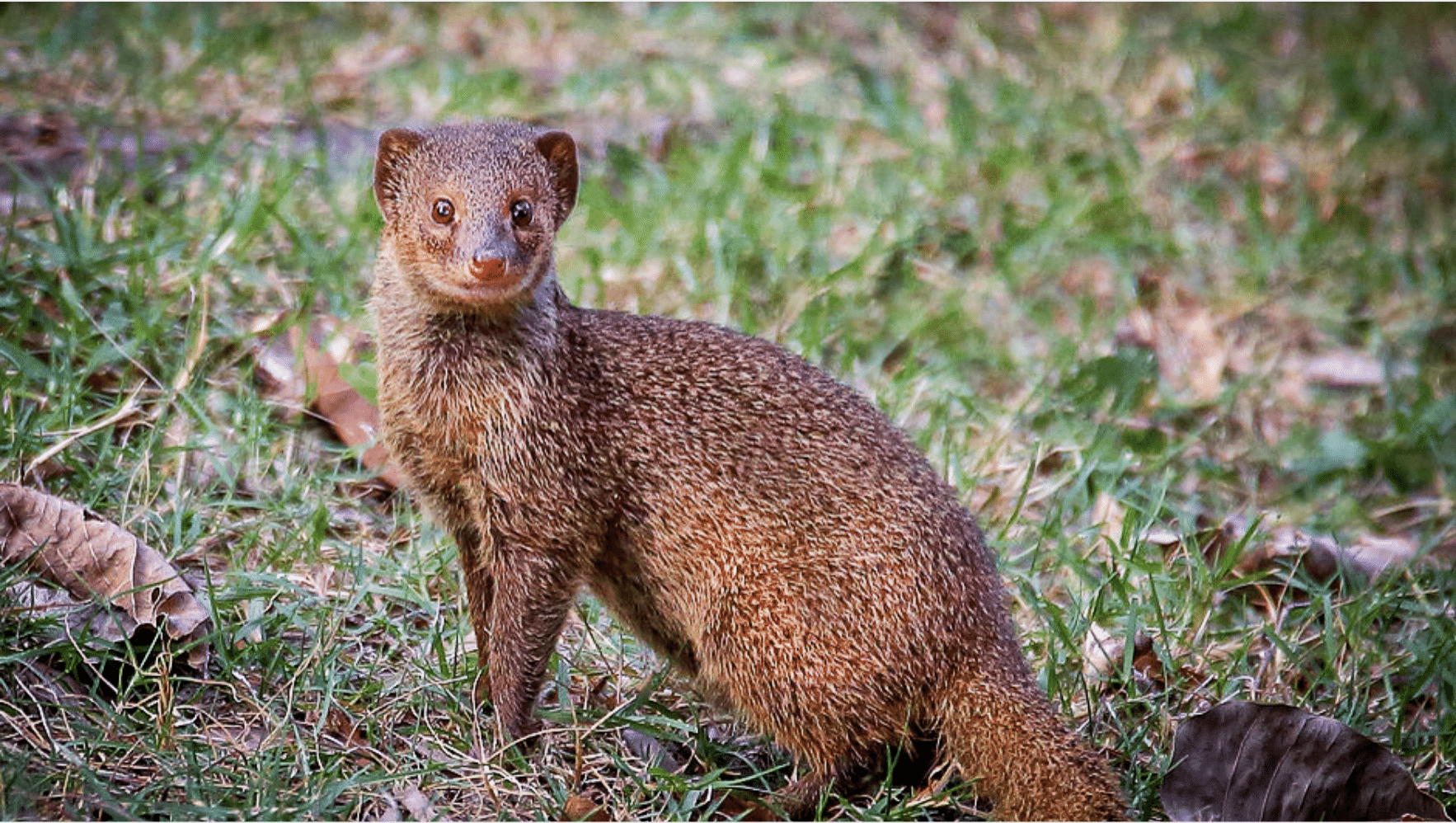 Mongoose