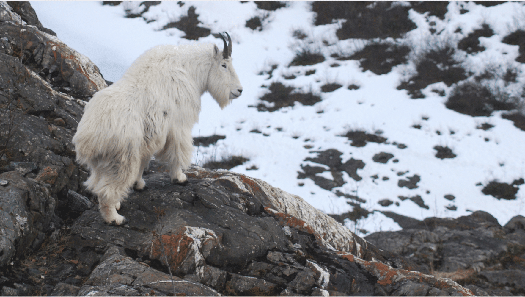 Mountain_Goat
