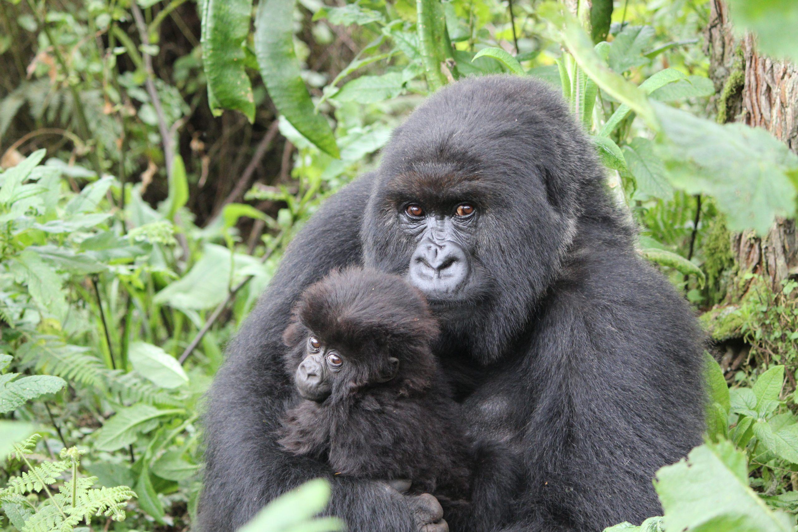 Mountain_Gorilla