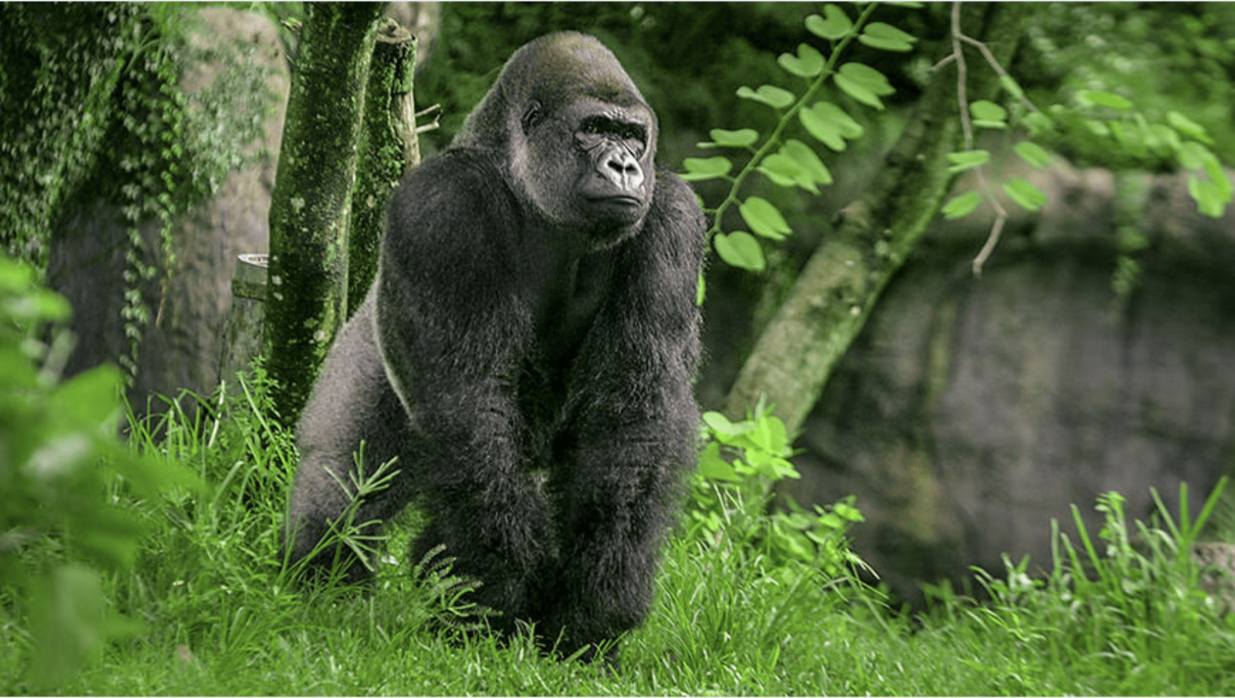 Mountain_Gorilla