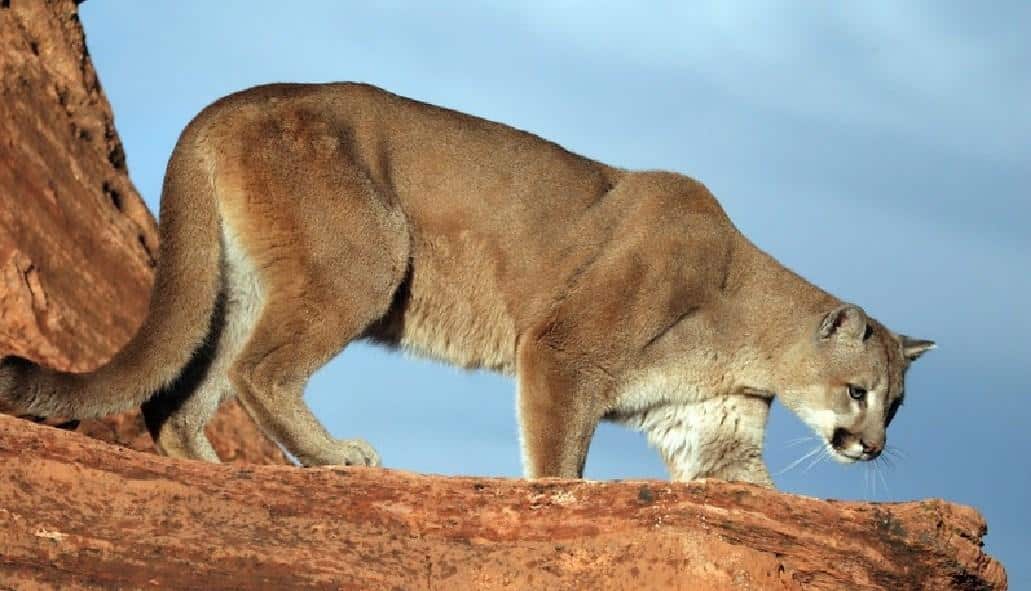 Mountain_Lion