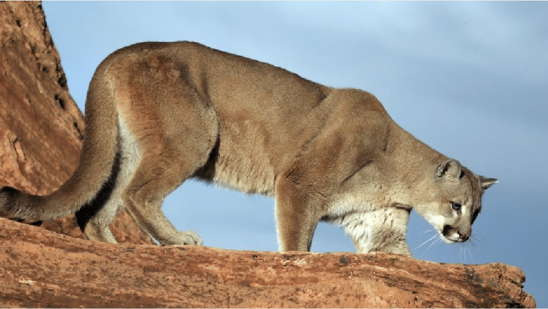 Mountain_Lion