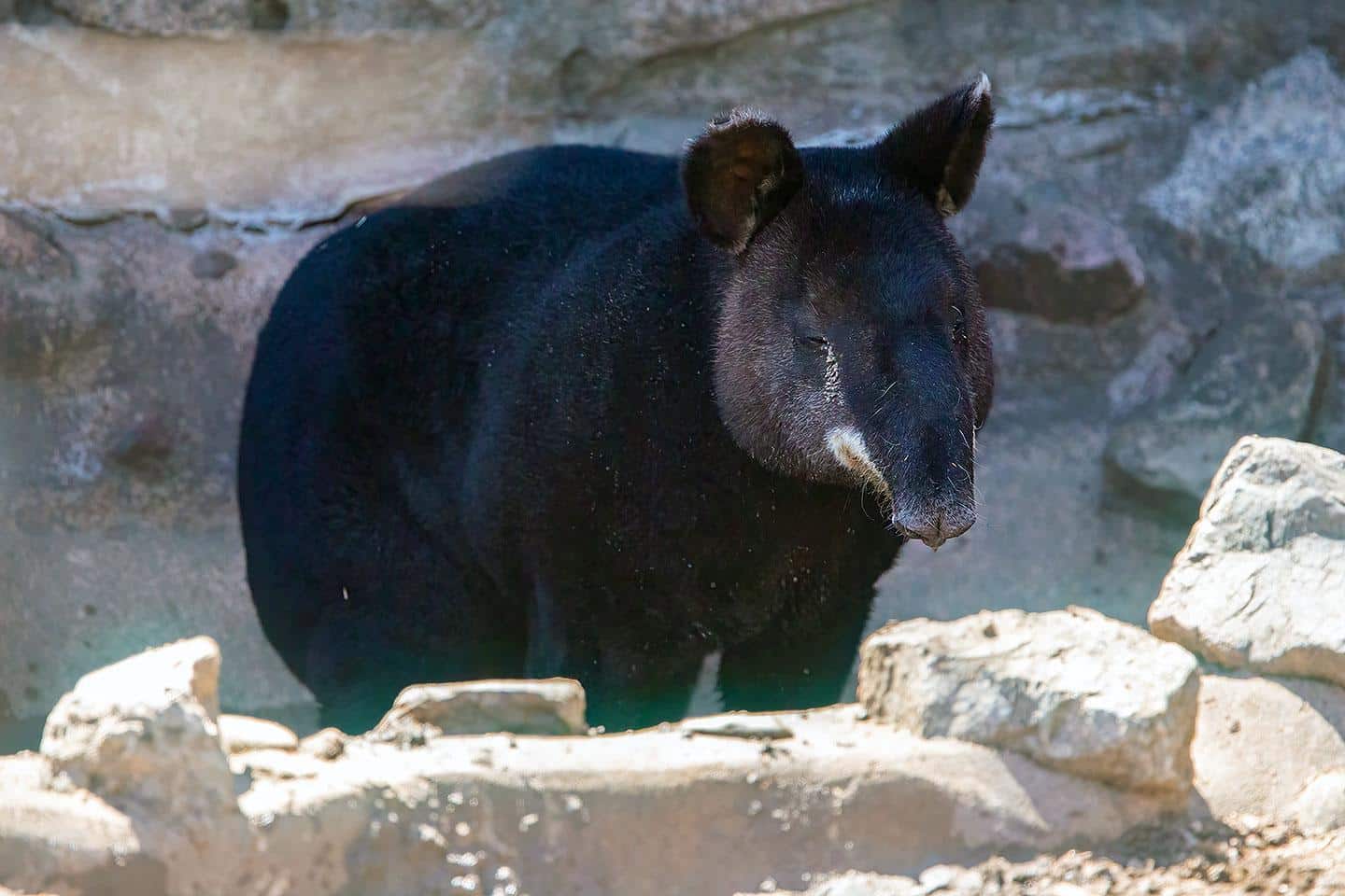Mountain_Tapir