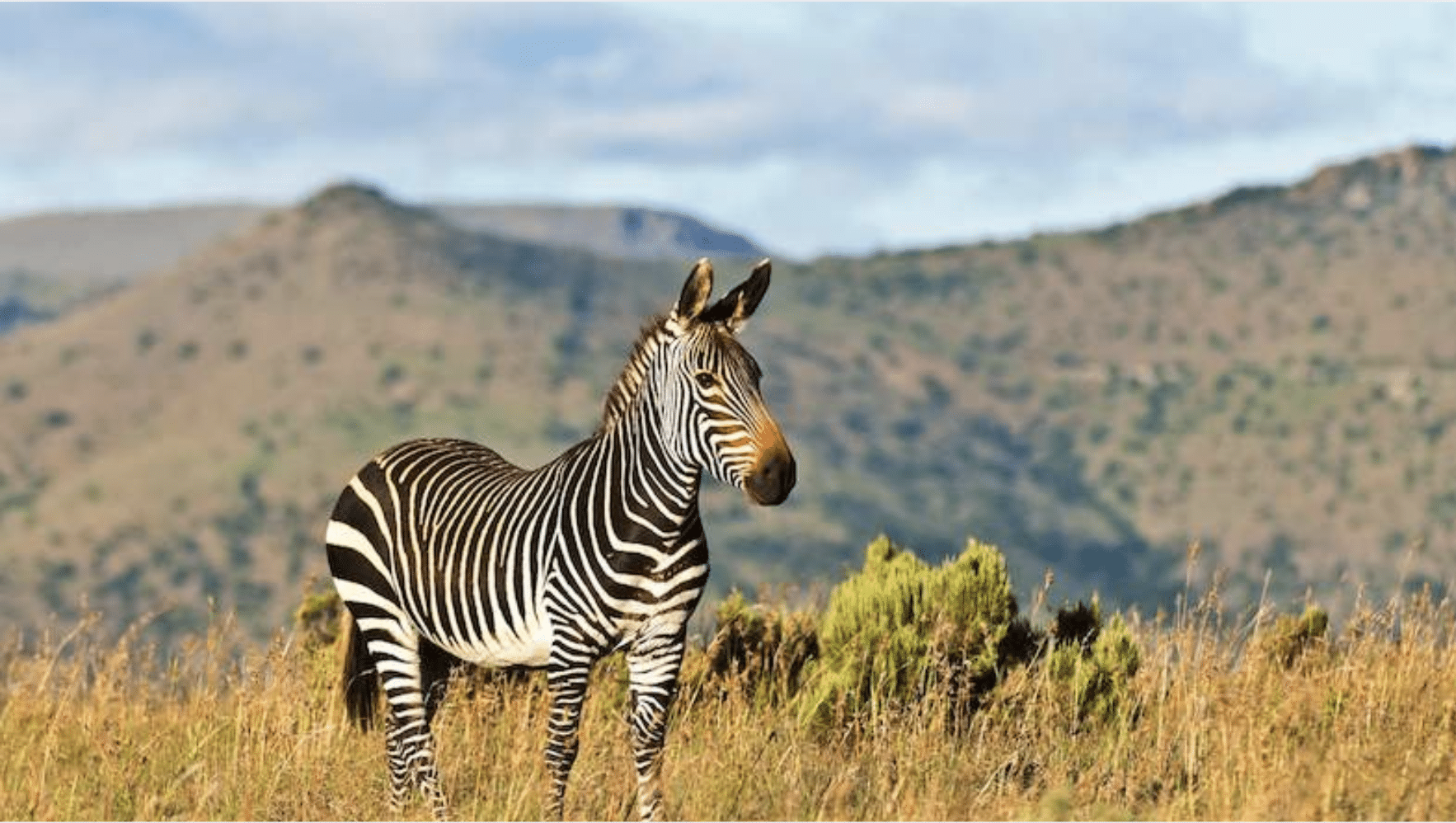 Mountain_Zebra