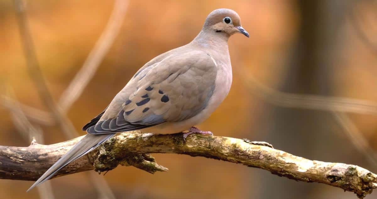 Mourning_Dove