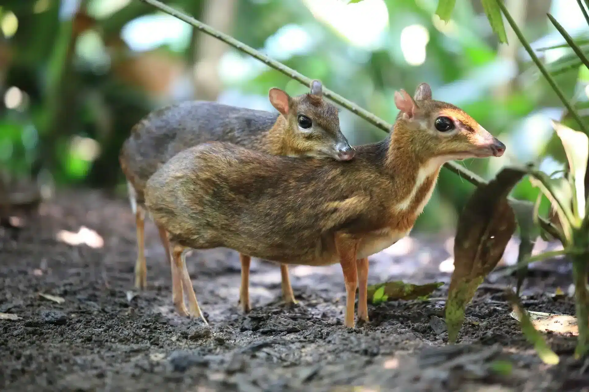 Mouse_Deer