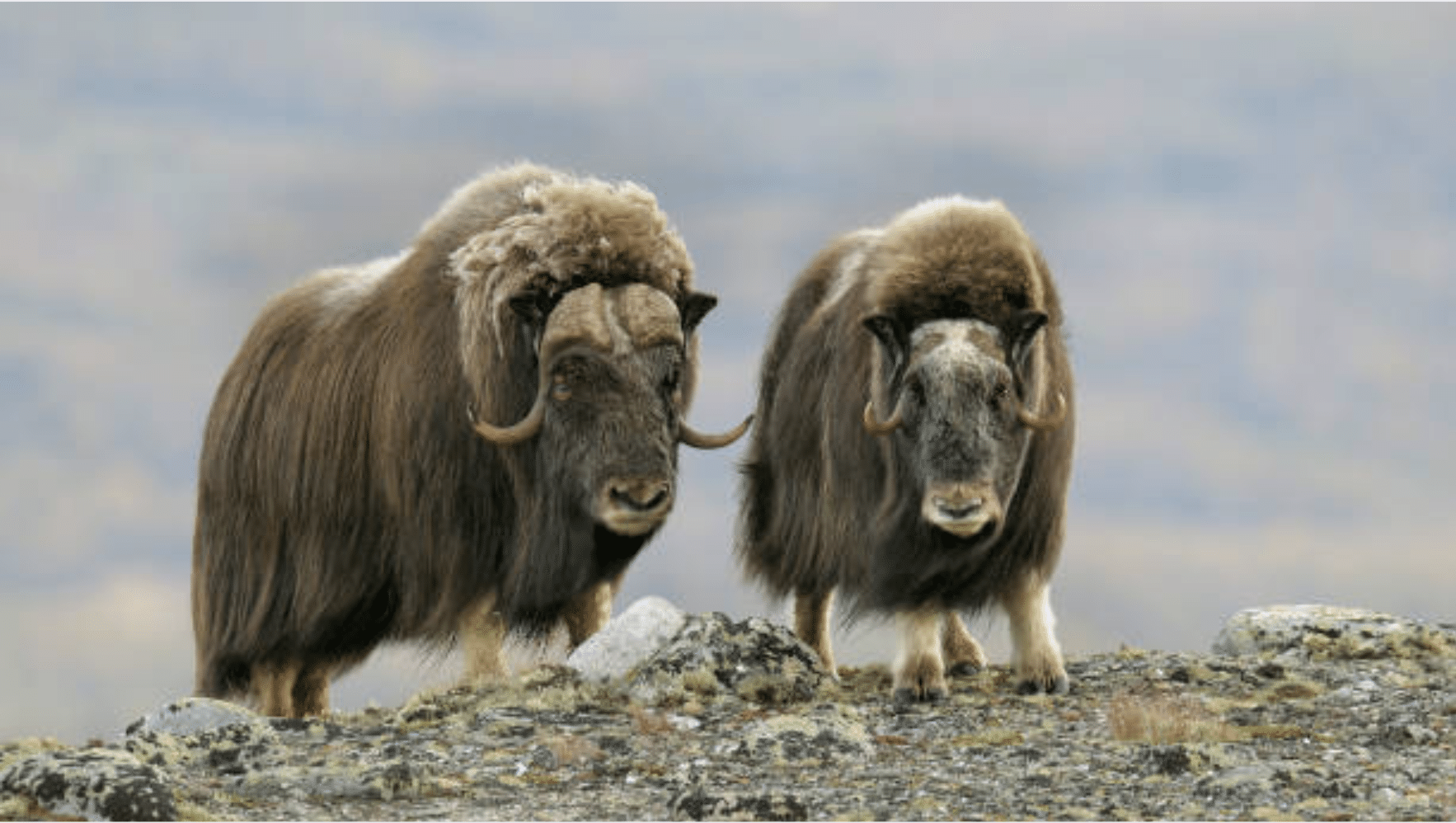 Musk_Ox