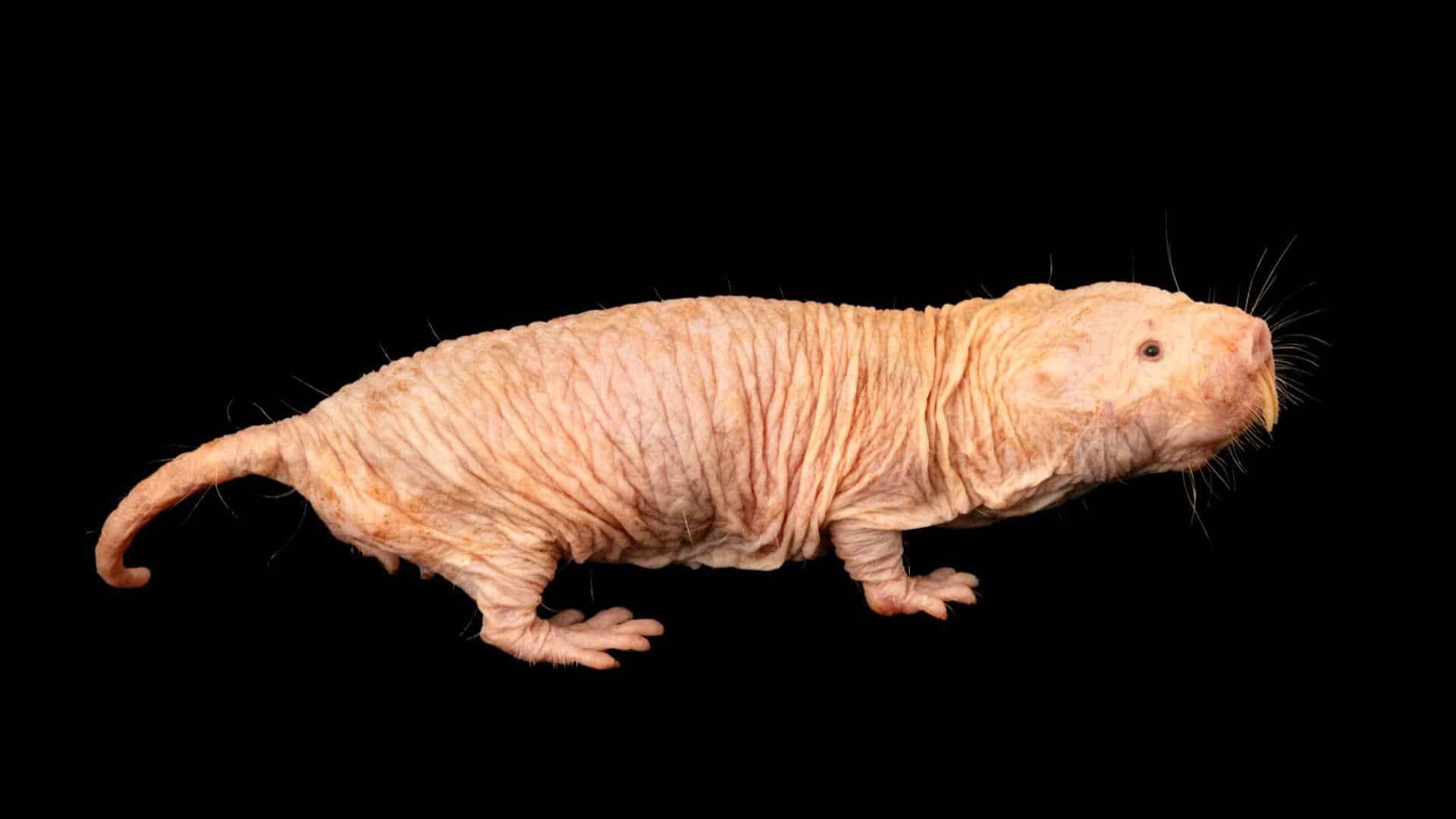 Naked_Mole_Rat