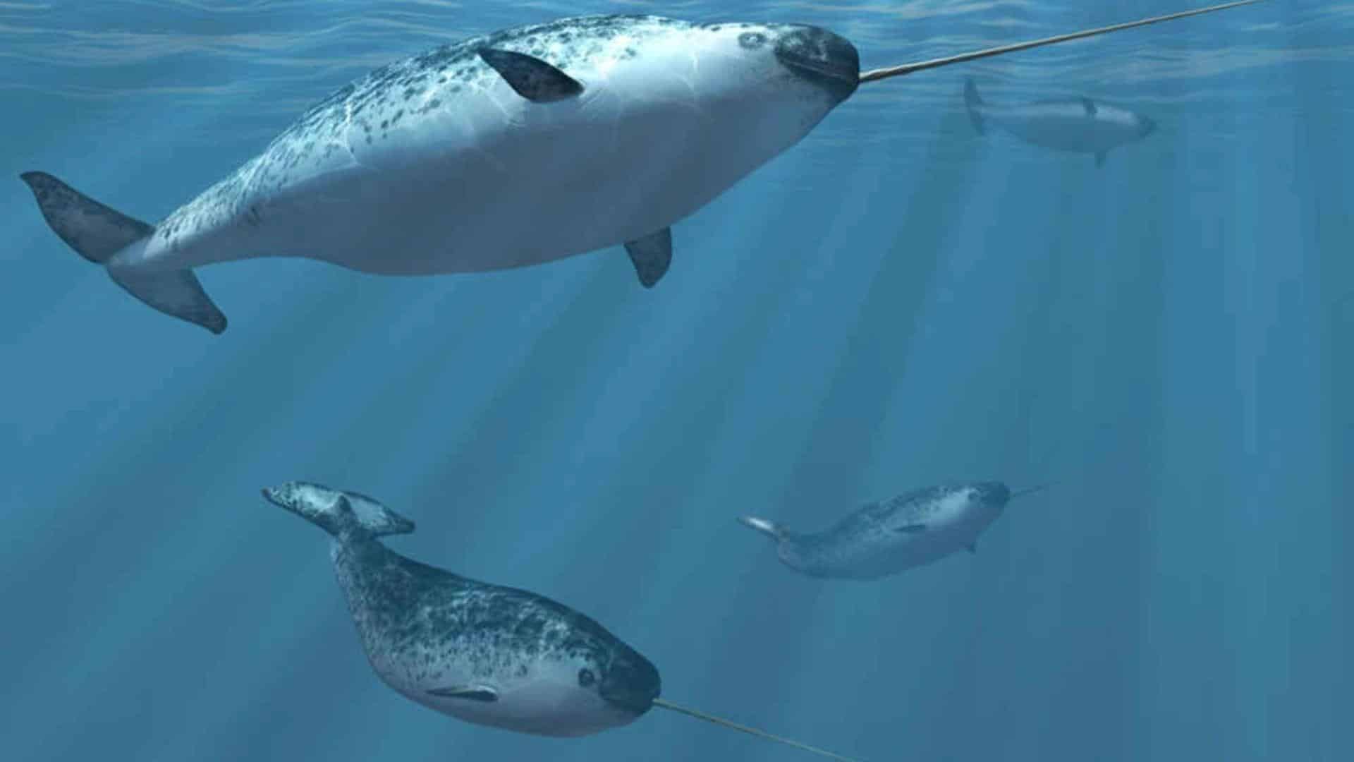 Narwhal