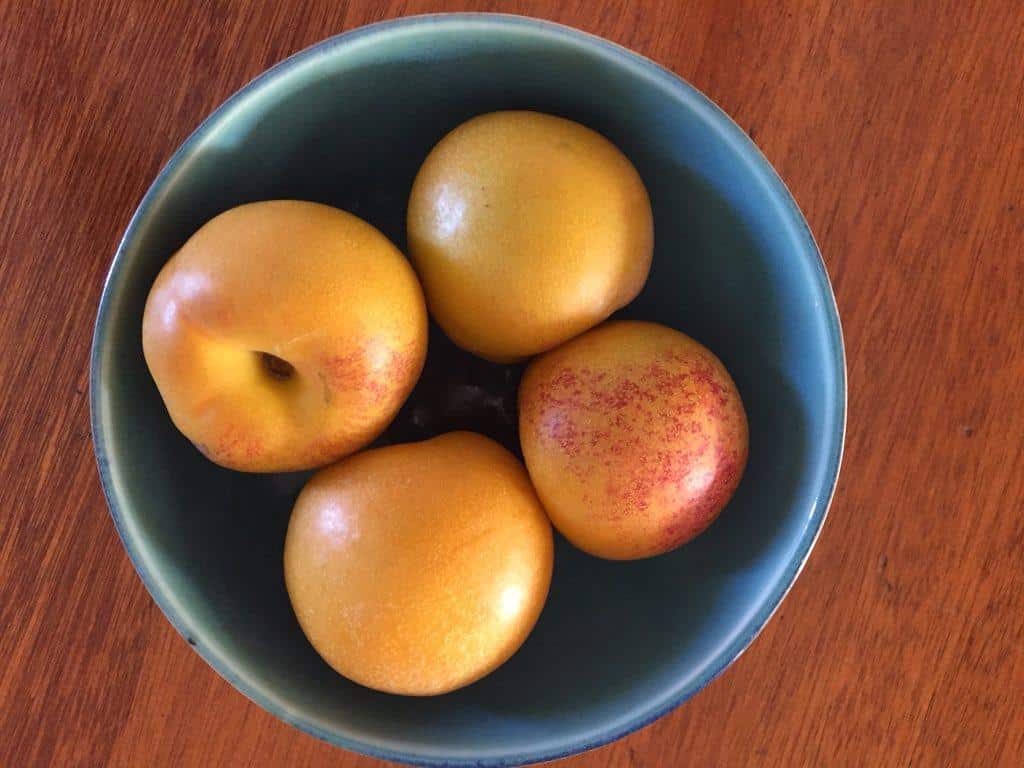 Nectacot