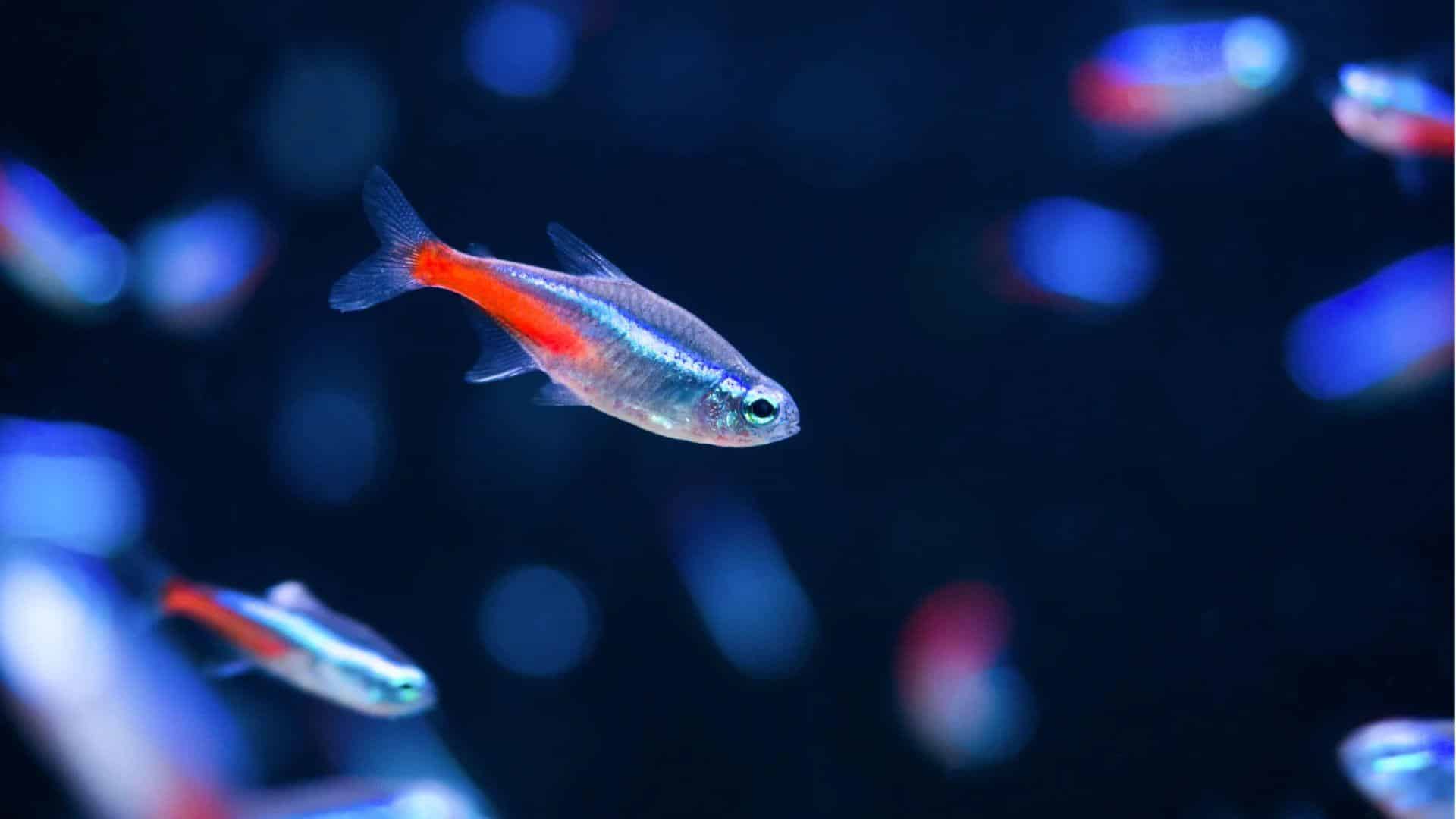 Neon_Tetra