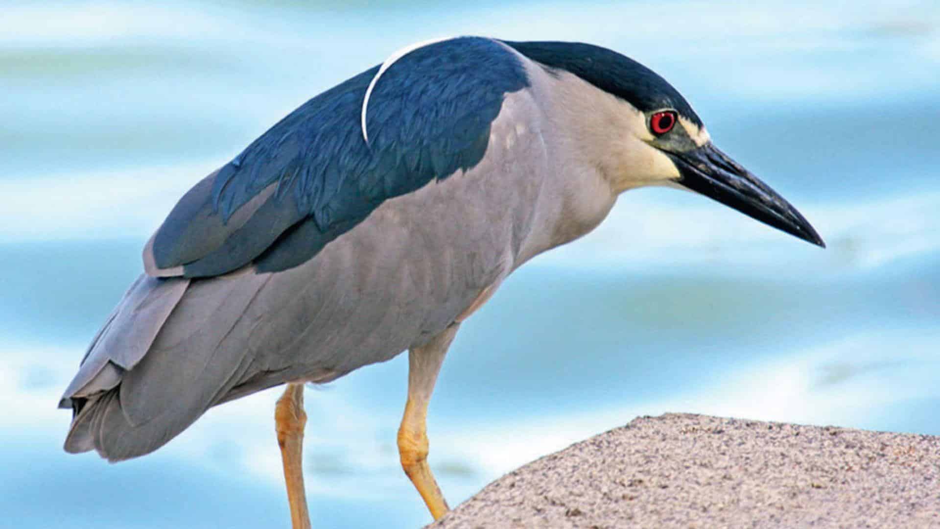 Night_Heron