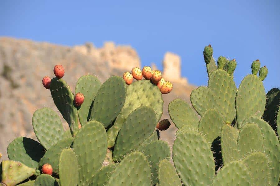 Nopal_Fruit