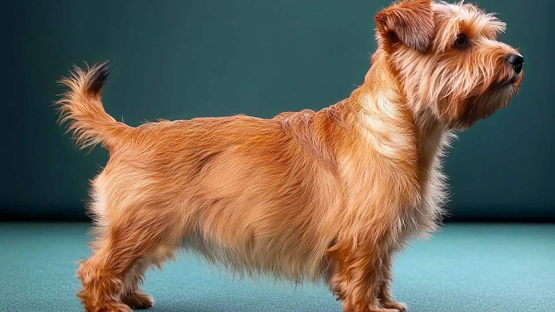 Norfolk_Terrier