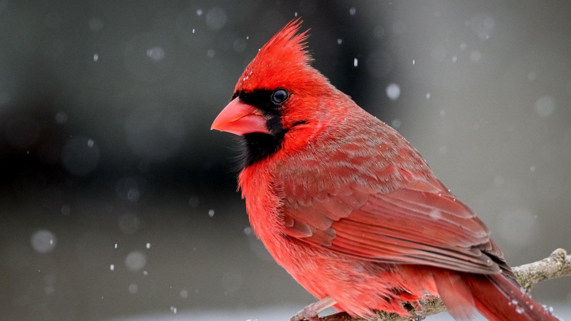 Northern_Cardinal