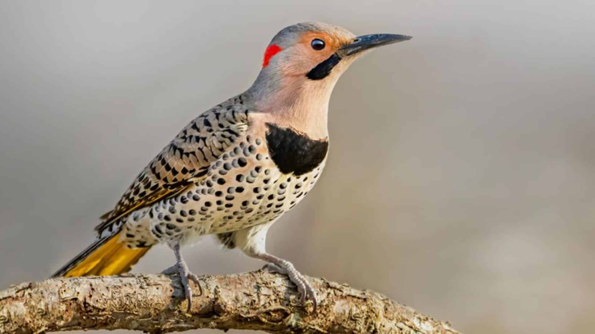 Northern_Flicker