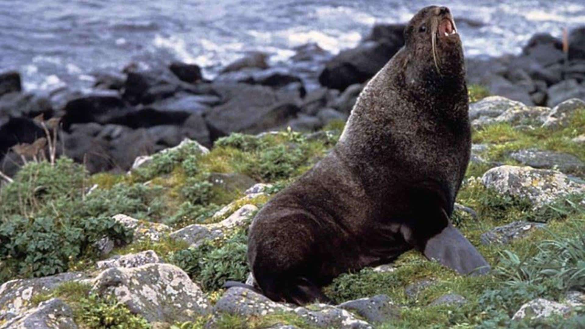 Northern_Fur_Seal