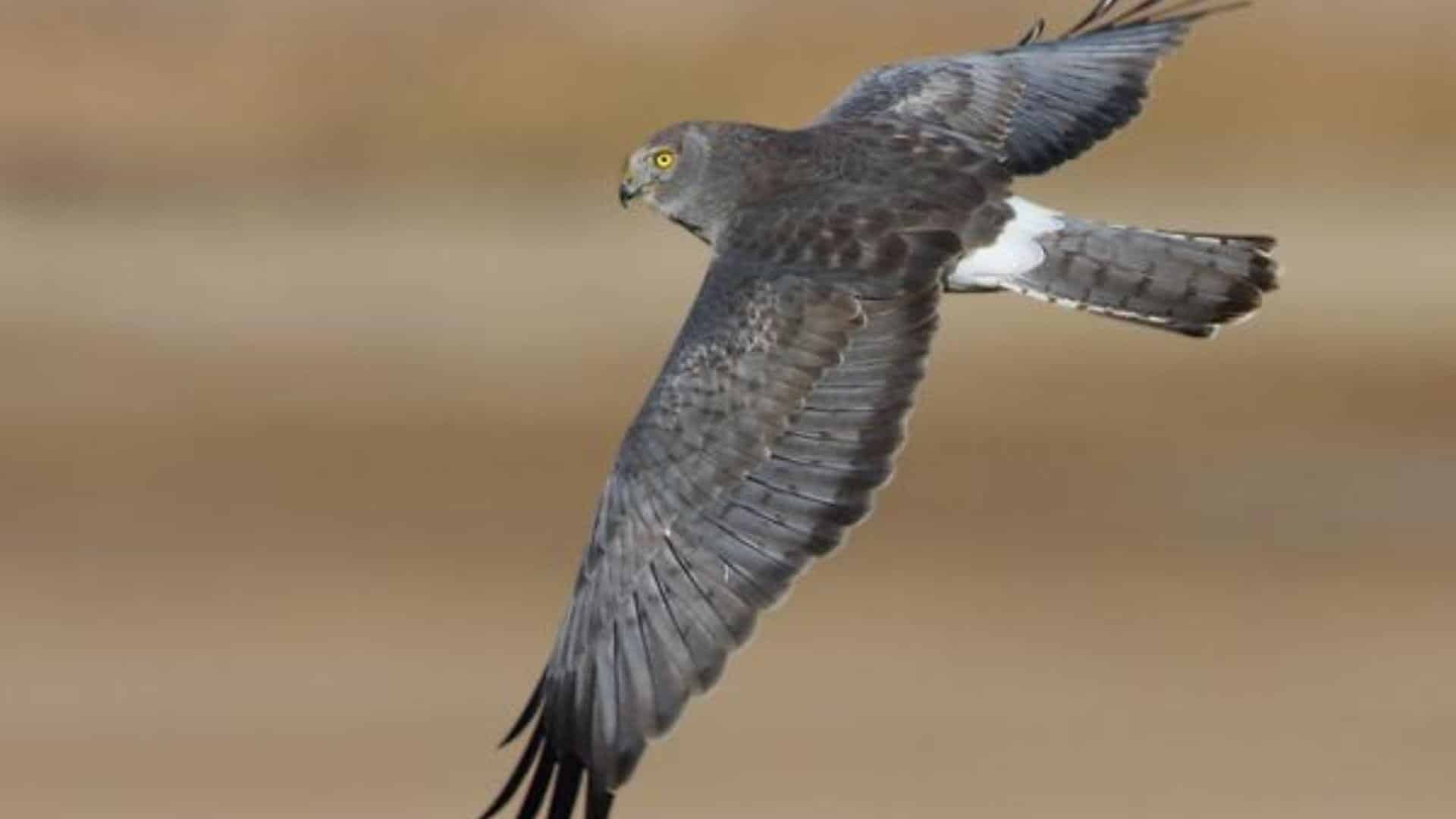 Northern_Harrier