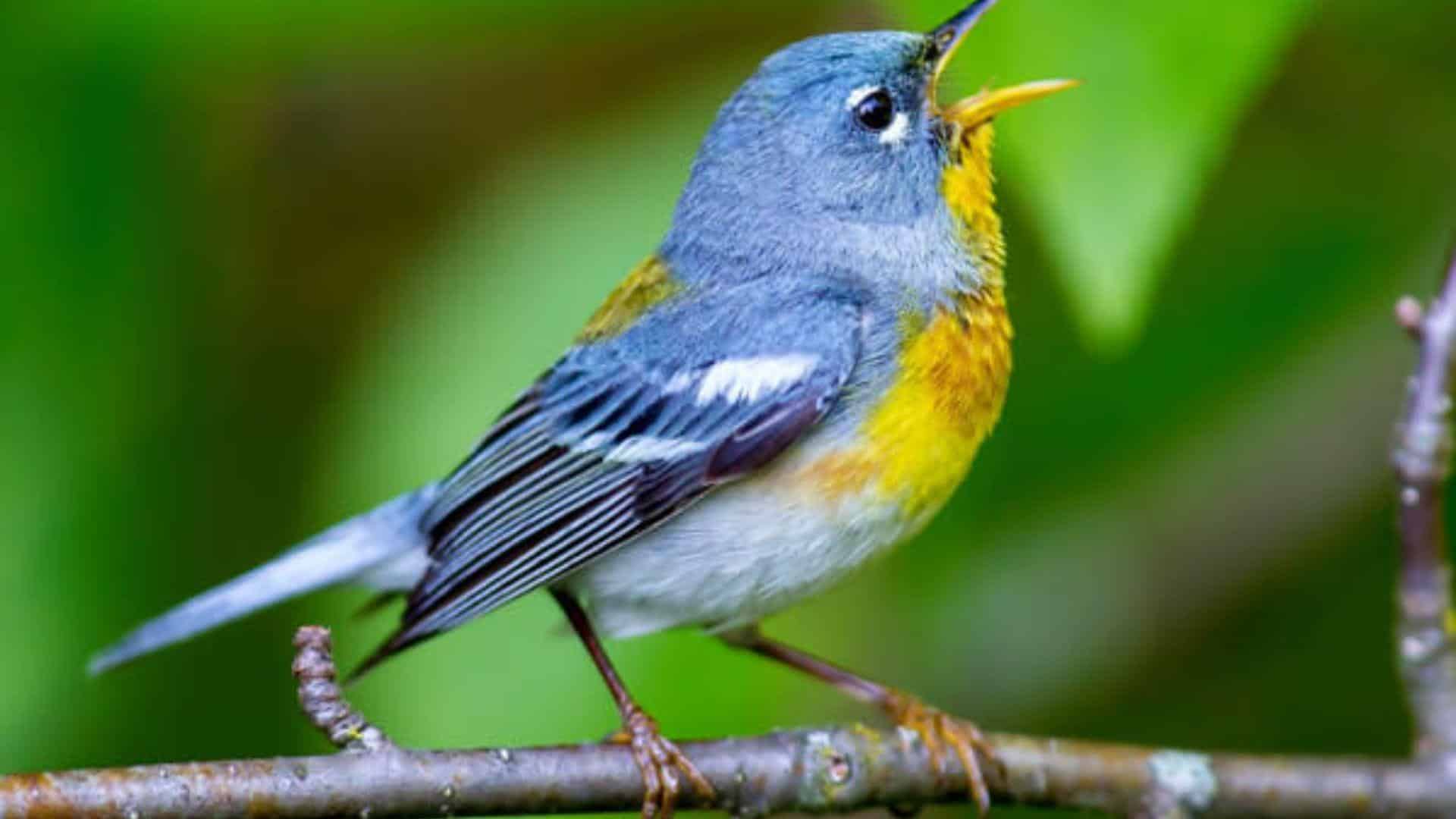 Northern_Parula