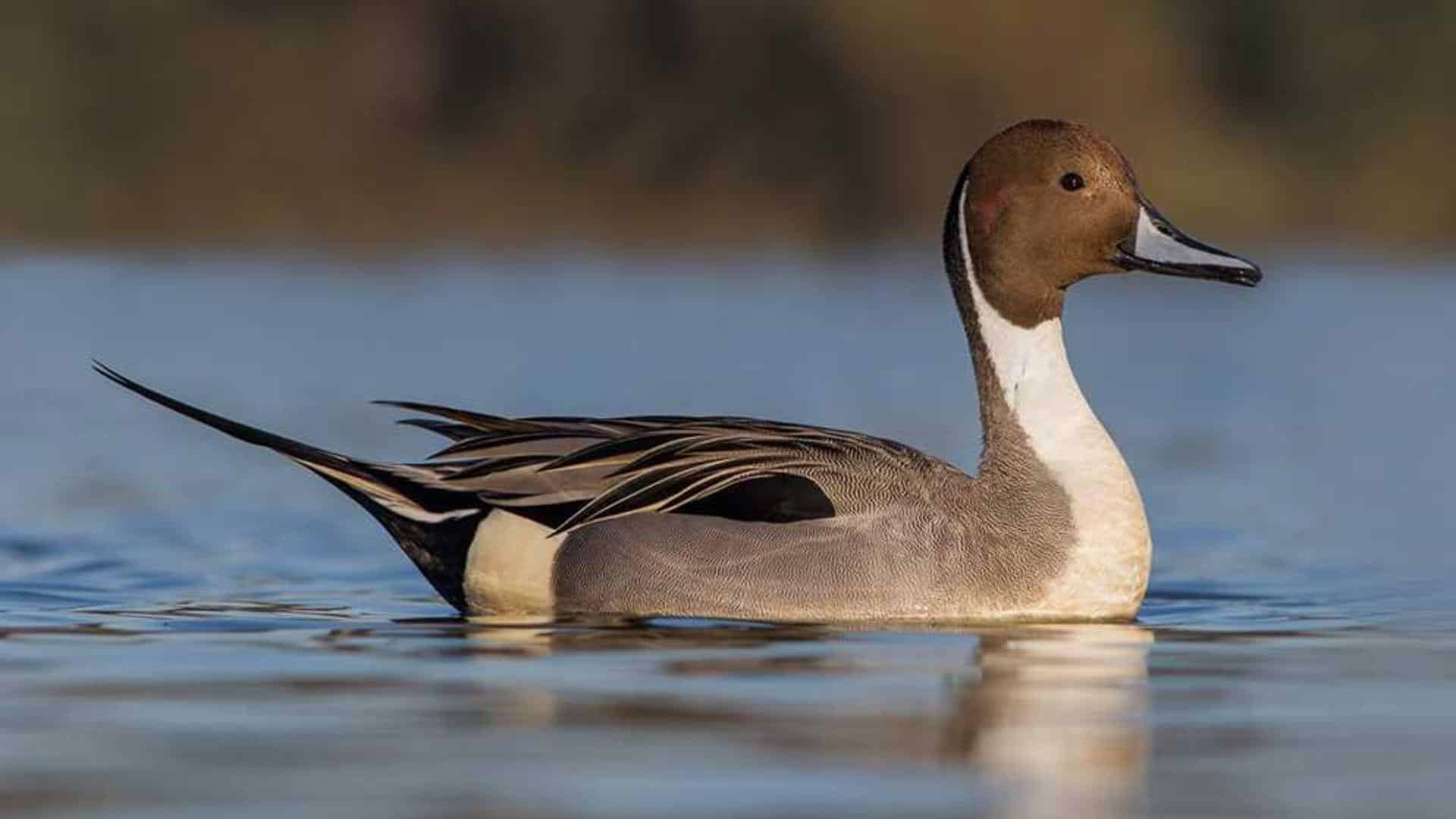 Northern_Pintail