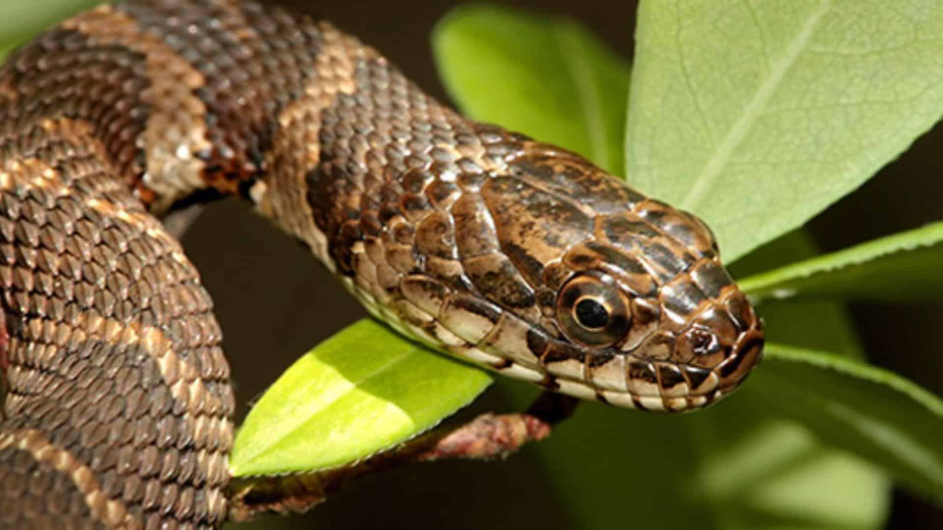 Northern_Water_Snake
