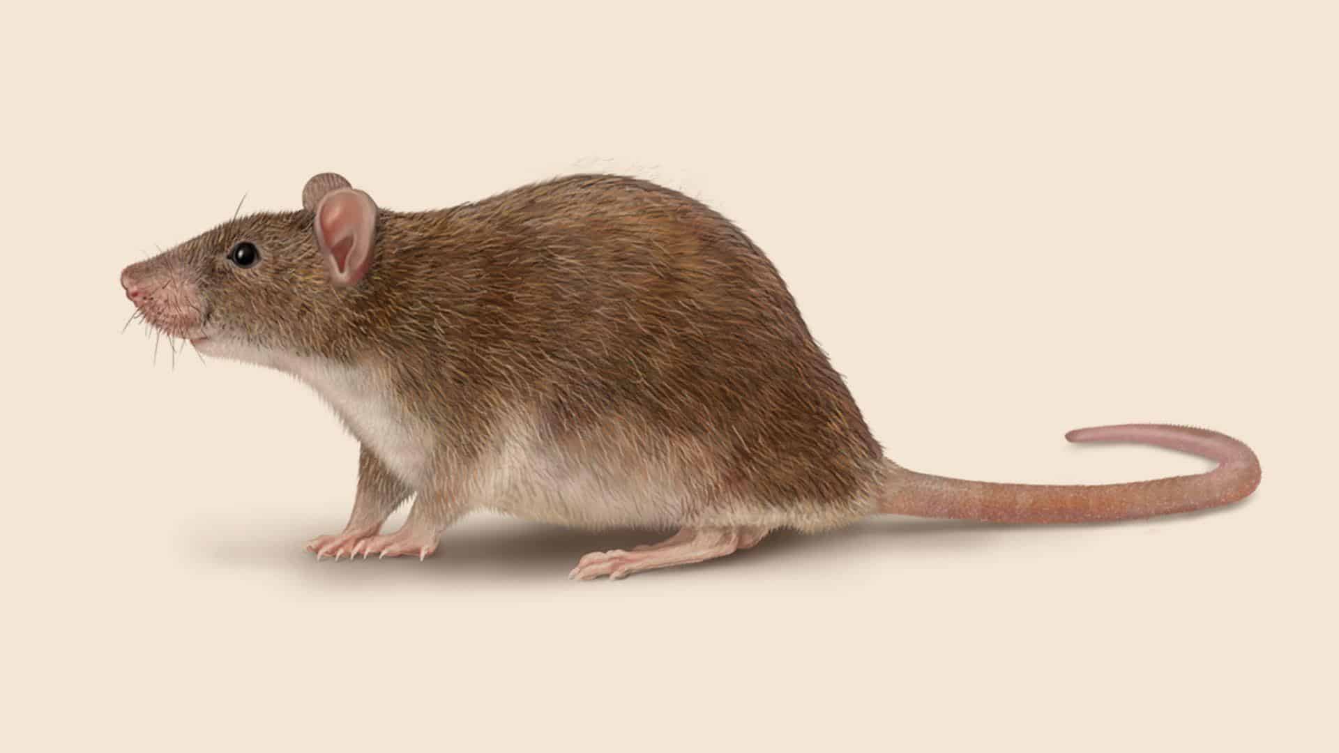 Norway_Rat
