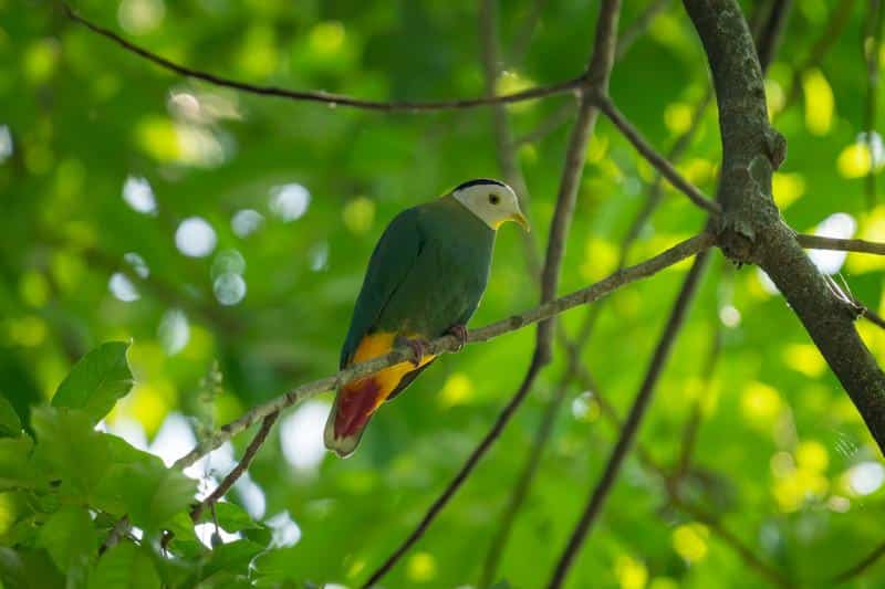 Oberholsers_Fruit_Dove