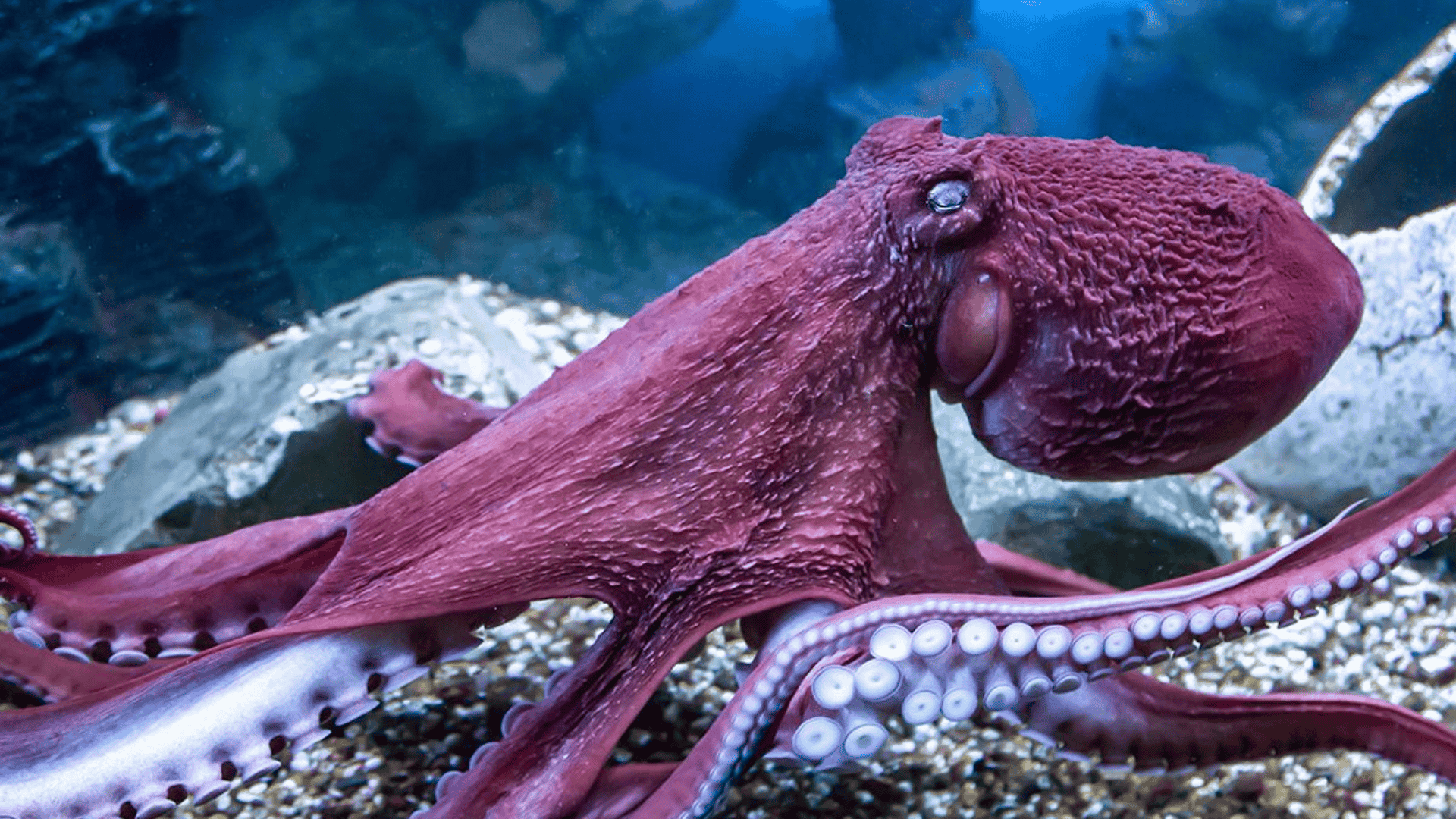 Octopus