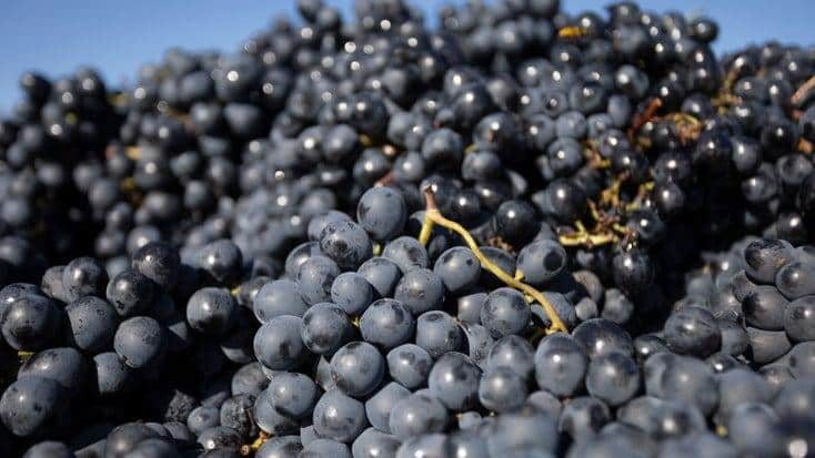 Oeillade_Noire_Grape