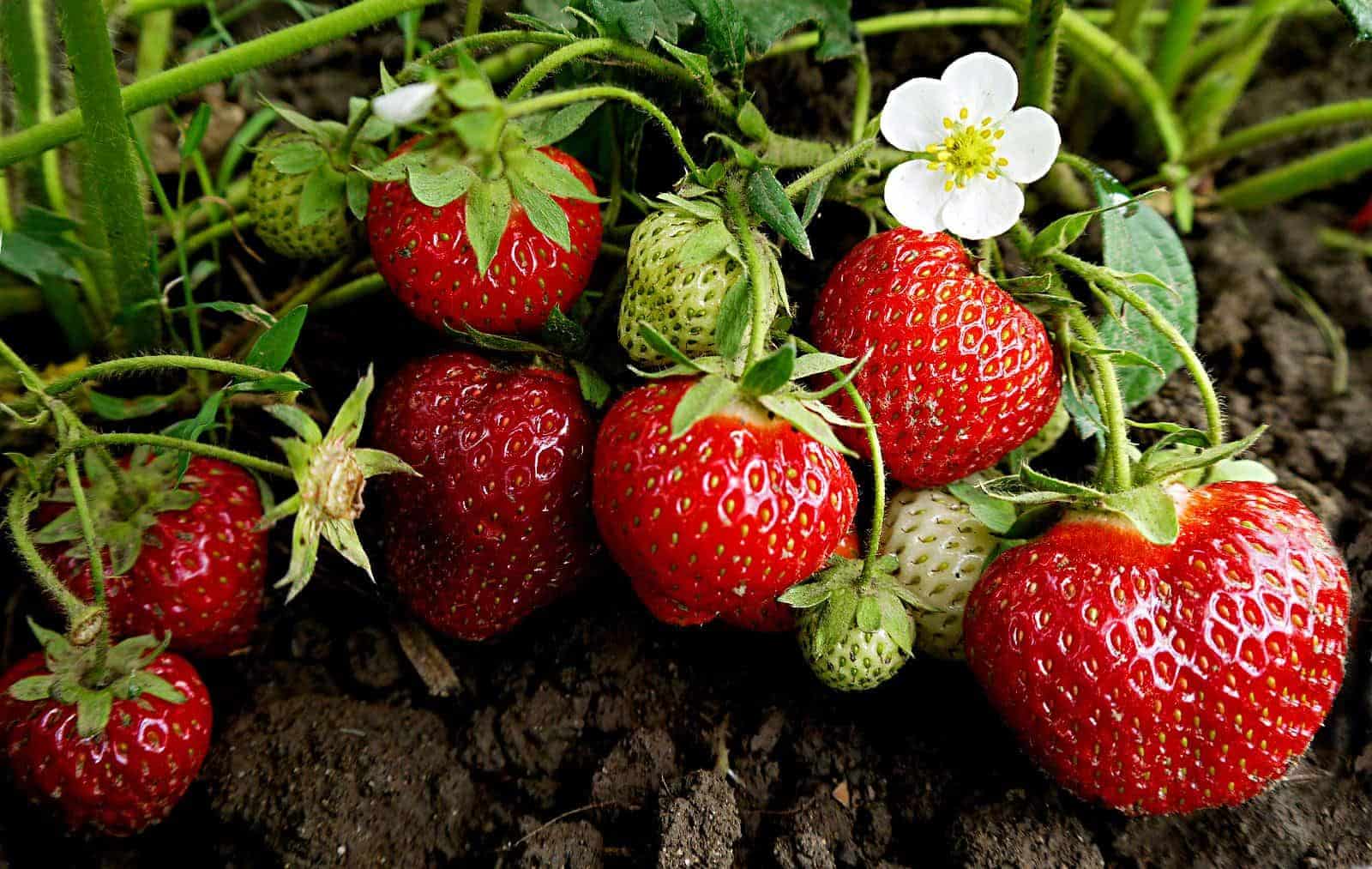 Ogallala_Strawberry