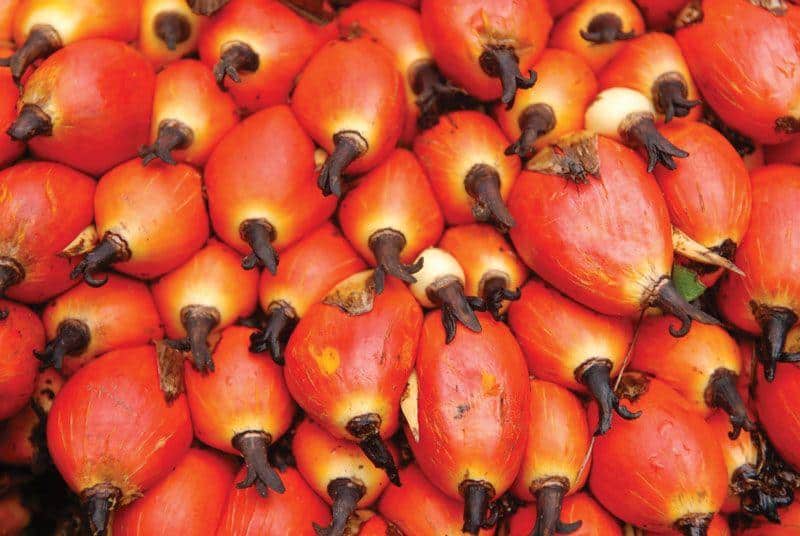 Oil_Palm