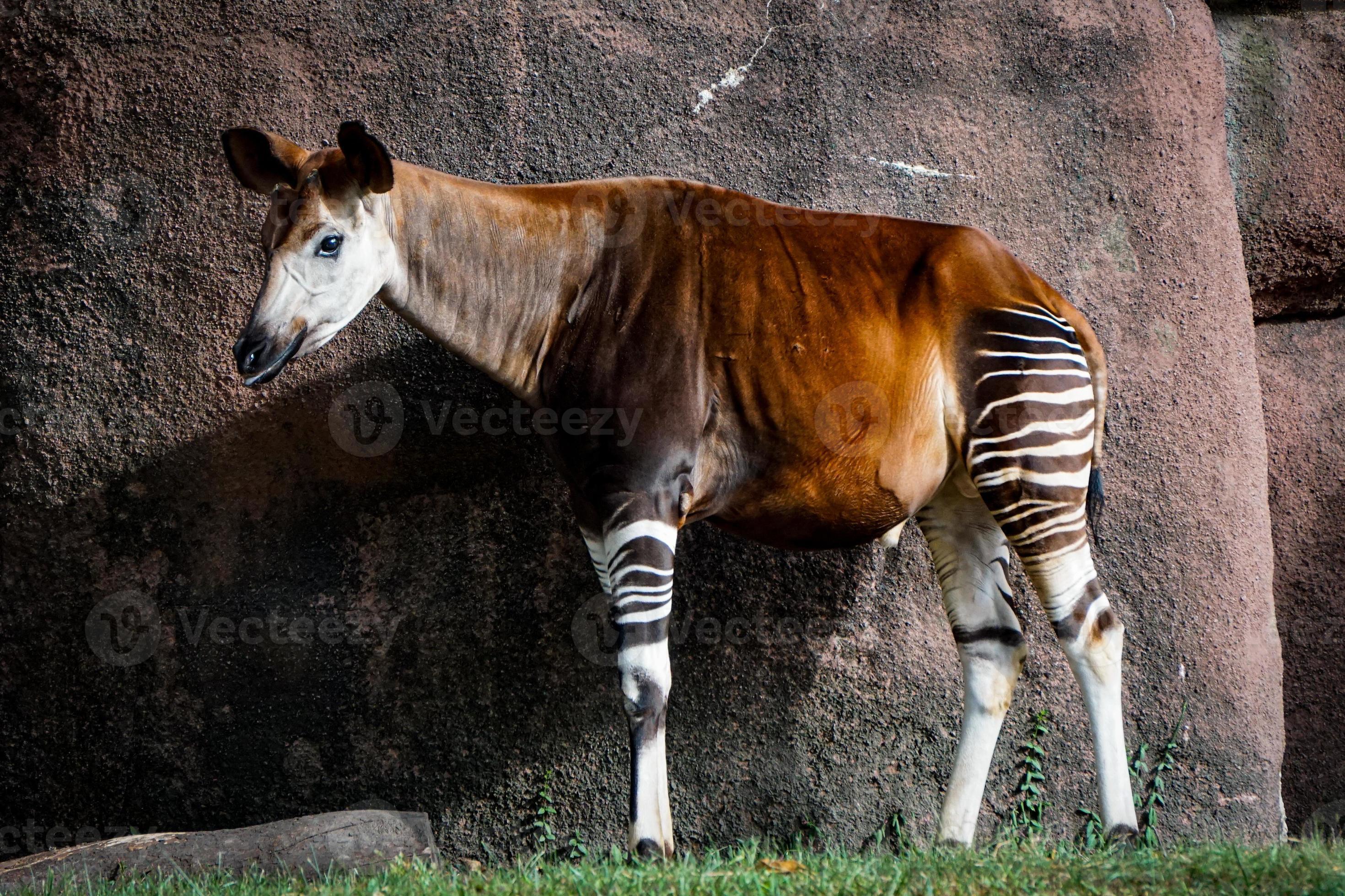 Okapi