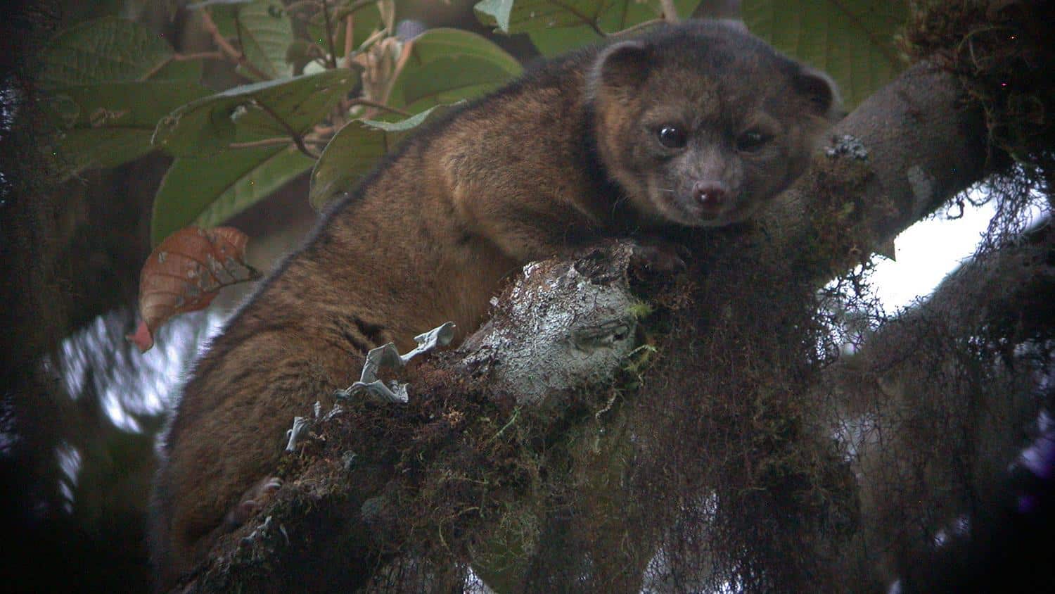 Olinguito